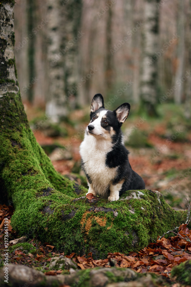 Obraz premium A black and white corgi poses beside a tree wrapped in green moss. The dry leaves add texture to the forest floor.
