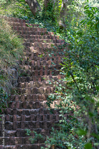 Stepway in the summer forest
