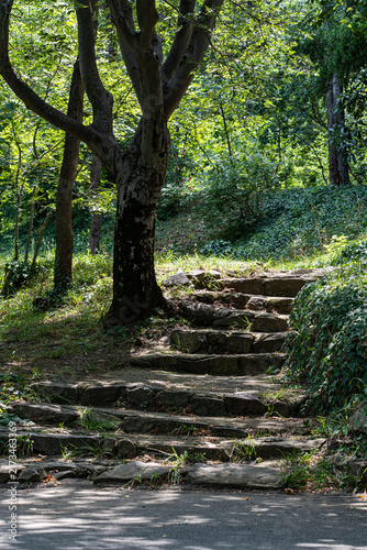 Stepway in the summer forest