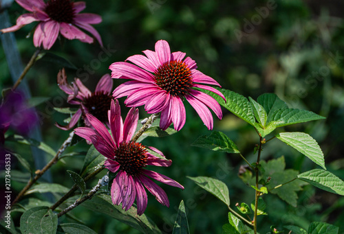 Echinacea Purpurea flowers in the garden