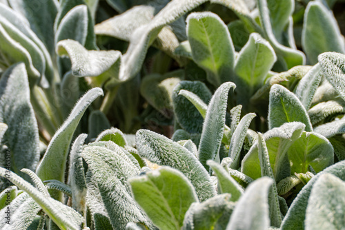 Leaves of stachys byzantina plant in the park