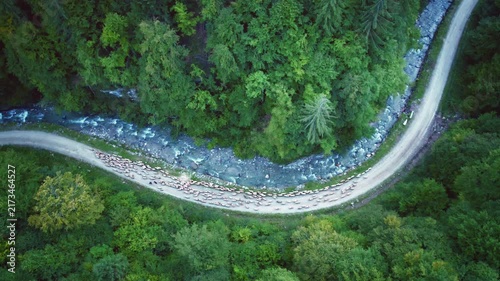 Sheep slowly walking on mountain road, Aerial view, River Winding Through Lush Green Forest