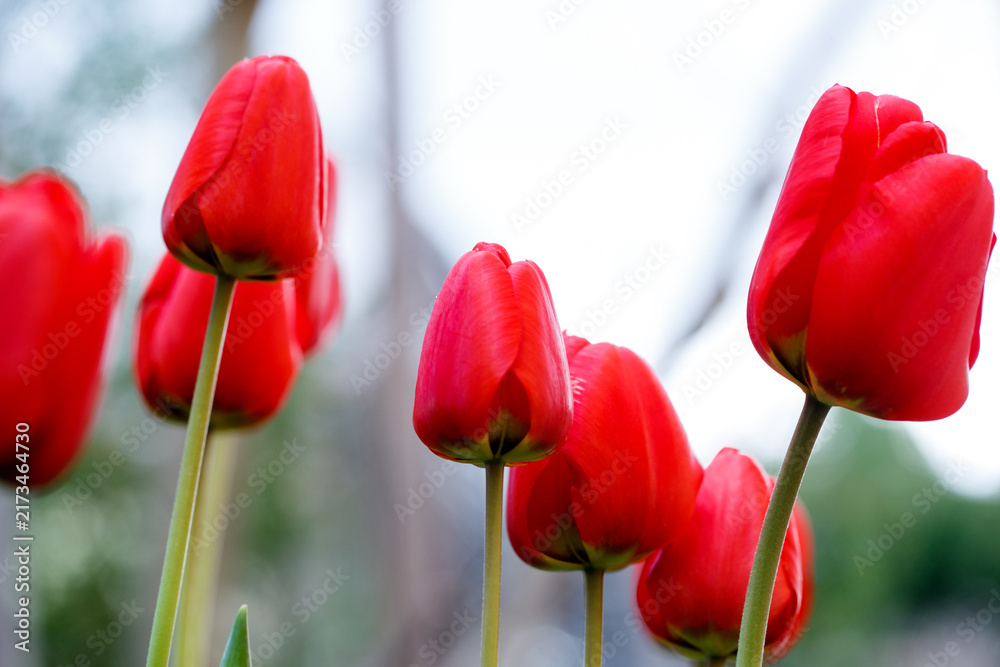 Fototapeta premium Vibrant red Tulipa flowers in spring garden
