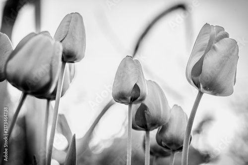 Fotografie Monochrome close-up of Tulipa flowers