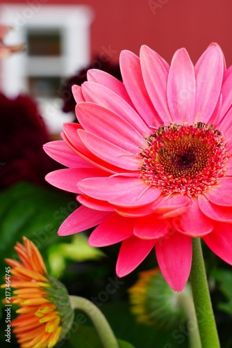 Gerbera daisy flower growing the garden