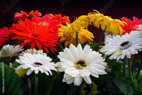 Gerbera daisy flower growing the garden