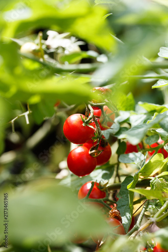 Принти на полотні Red tomatoes on Solanum lycopersicum plant in a garden, August