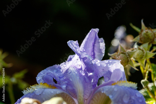 Close-up of Iris flower with dew drops on dark background