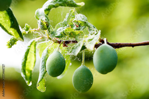Fotografía Prunus domestica green plums on a branch with spider webs