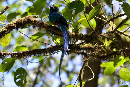 Photography Resplendent quetzal male with long tail feathers in Boquete, Panama