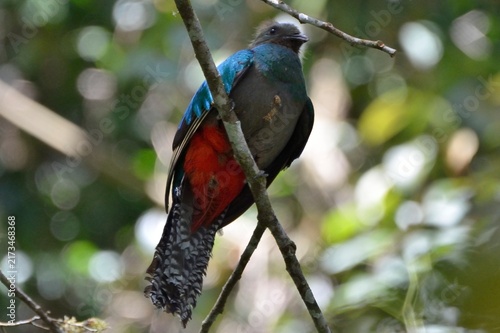 Canvas Print Resplendent quetzal female perched on a branch in Boquete, Panama