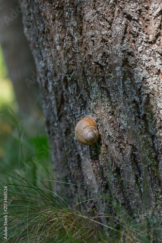 Canvastavla A close-up of a brown garden snail on a tree trunk