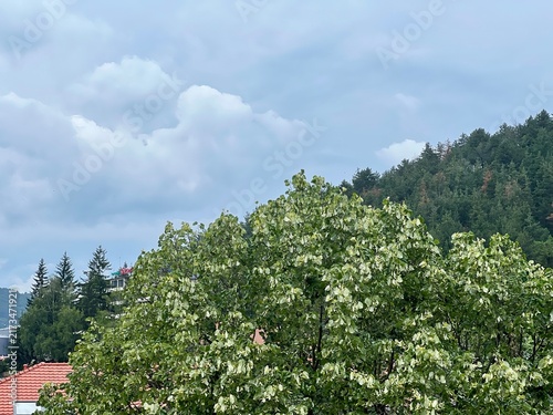 Canvas Print trees and sky