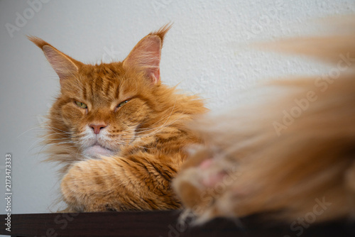 Obraz na płótnie Majestic Ginger Maine Coon Cat with an Intelligent and Cunning Expression