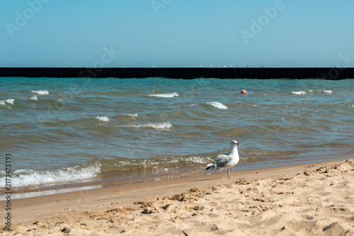 A seagull (family Laridae) stands on a sandy beach beside gentle waves of a blue ocean. The sky above is clear and bright, suggesting a calm, sunny day