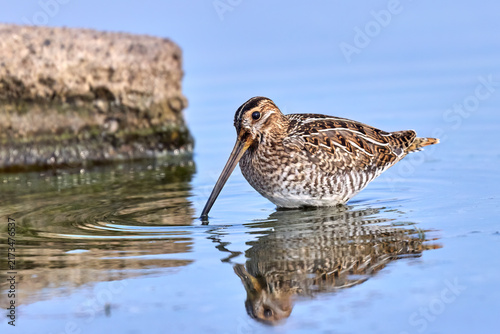 фотографія Wilson's snipe wading in the water.