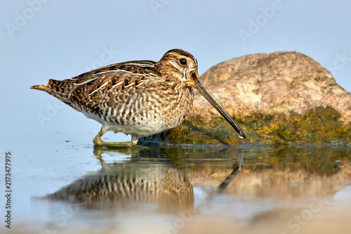Wilson's snipe walking by a rock in water.