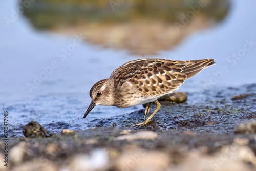 Least sandpiper searching for food.
