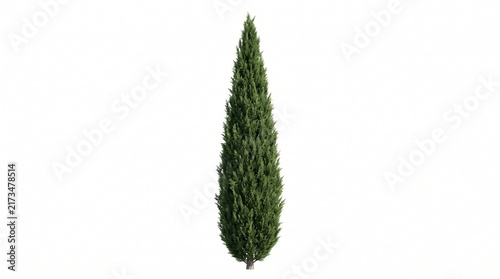 Italian Cypress Tree: A tall, slender Italian cypress tree stands majestically, its dark green foliage reaching towards the sky, a classic symbol of elegance and permanence against a clean backdrop.