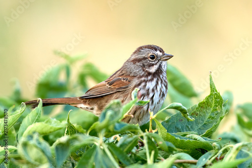 Small song sparrow perched on a plant.