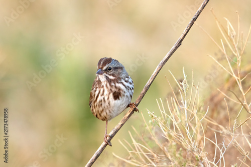 Alert song sparrow on a branch.