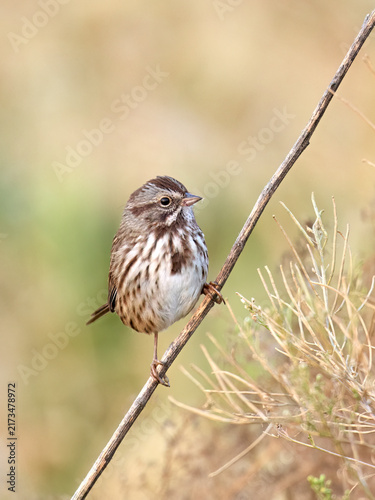 Portraiture of a song sparrow on a twig.