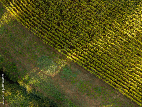 Aerial view of a lush green corn field with neatly aligned crop rows in the agricultural landscape of Zemst, Flanders, Belgium.