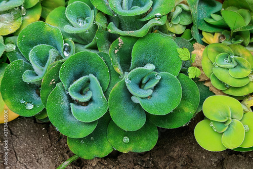 Green water lettuce or water cabbage plant close-up shot 