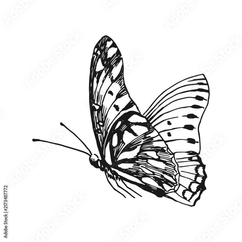 Butterfly. Outline illustration isolated on white background.