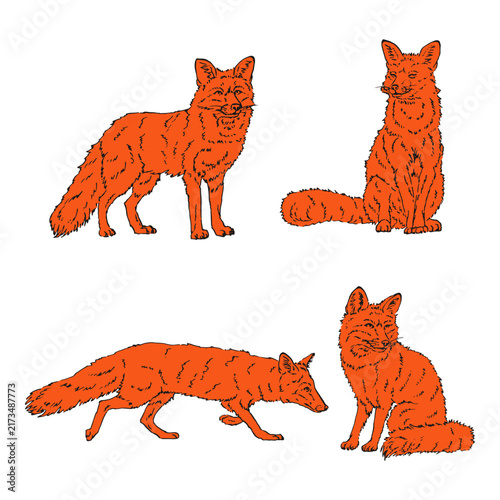 Collection wild fox. Vector illustration. Isolated hand drawing predator on white background for design.