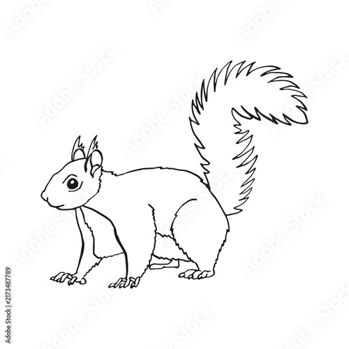 Squirrel monochrome hand drawn sketch. Wildlife vector illustration. Forest animal.