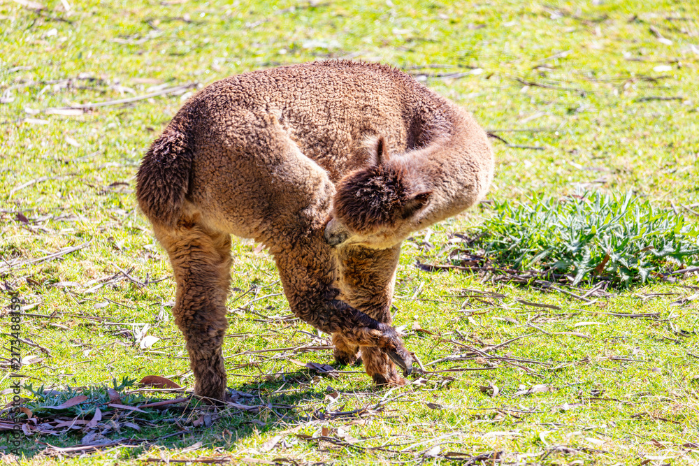 Naklejka premium Photograph of a furry Alpaca cleaning themselves while standing in a grassy agricultural field in a remote location in the Blue Mountains in New South Wales, Australia