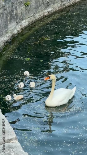 Mute swan with cygnet beside rocky Garda Lake shore