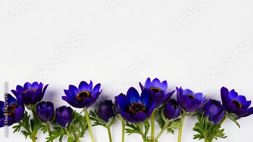 Timelapse of purple anemone flowers slowly opening on isolated white background, blooming concept