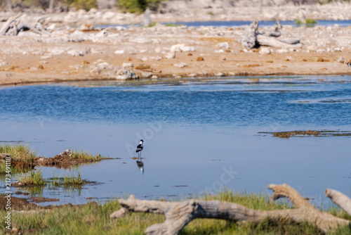 Photography Wildlife Gathering Around a Savanna Waterhole