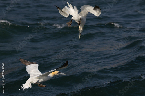 Konstfotografi Morus bassanus - Northern Gannets Plunge Diving and Flying Over Sea