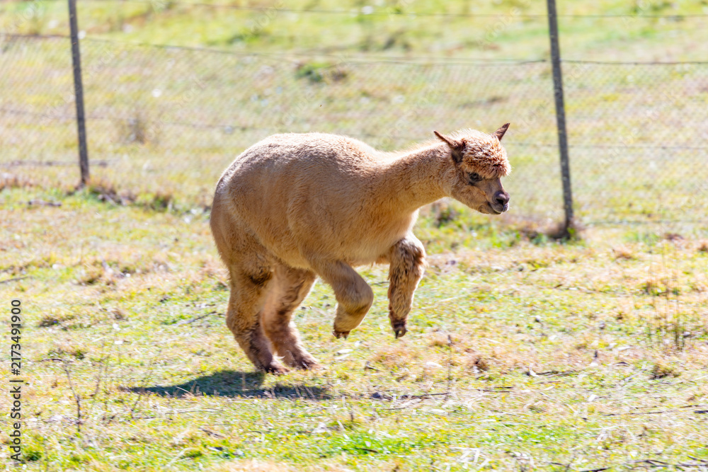 Fototapeta premium Photograph of a furry Alpaca running and jumping in a grassy agricultural field in a remote location in the Blue Mountains in New South Wales, Australia