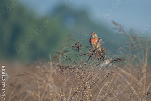 Obraz na plátně linnet perched on the grass