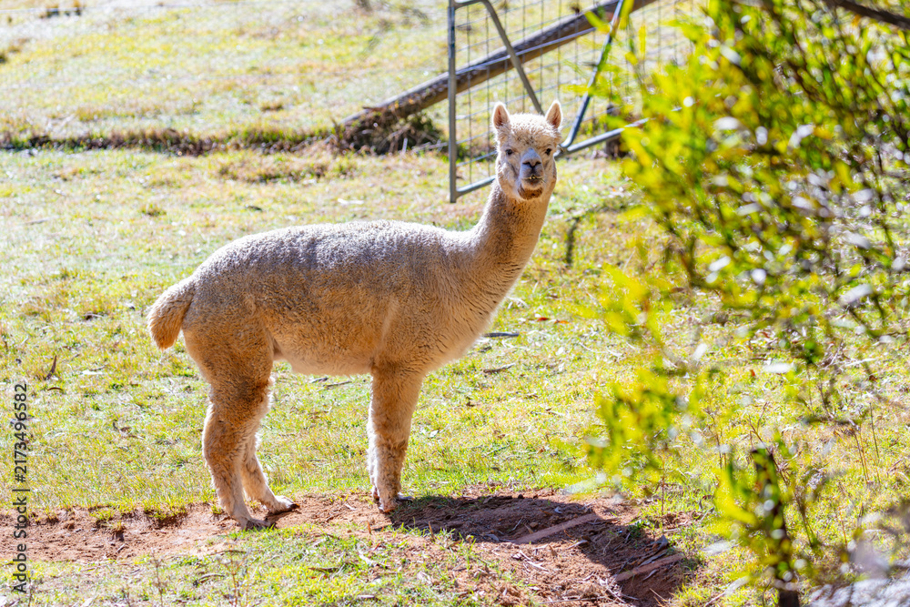 Fototapeta premium Photograph of a furry Alpaca standing and relaxing in a grassy agricultural field on a sunny day in a remote location in the Blue Mountains in New South Wales, Australia