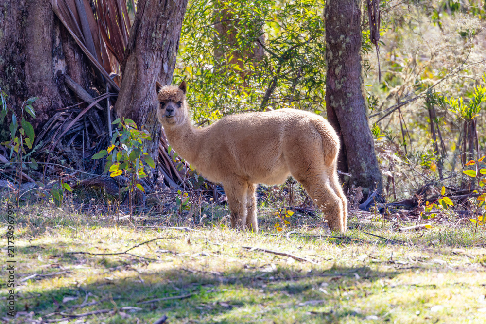 Fototapeta premium Photograph of a furry Alpaca standing and relaxing in a grassy agricultural field on a sunny day in a remote location in the Blue Mountains in New South Wales, Australia