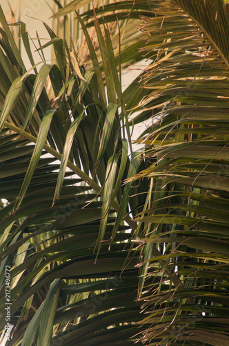 Close-up of palm leaves in the morning light.