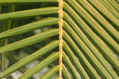 Close-up of palm leaves in the morning light.
