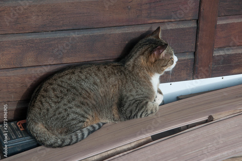 tabby cat lying on the table in front of a wooden wall
