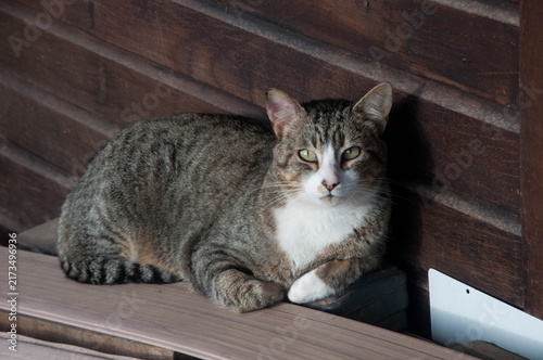 tabby cat lying on the table in front of a wooden wall