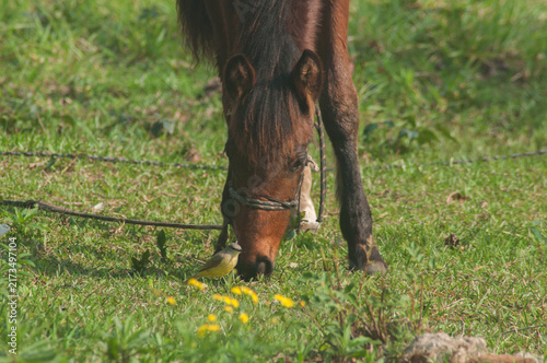  Horse grazing with a bird nearby   on a meadow in the countryside. Selective focus.
