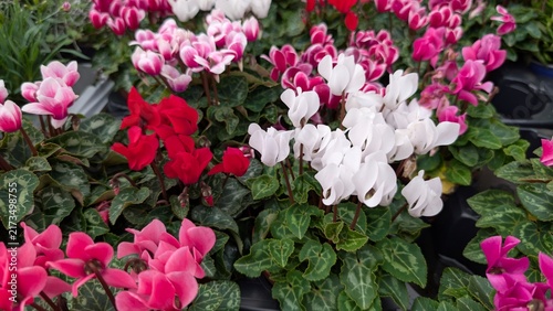 Bild auf Leinwand Blooming cyclamen flowers in white pink and red colors