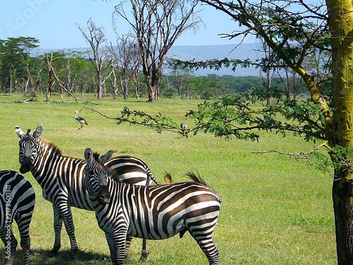 Photography Groupe de zèbres sauvages dans la savane africaine