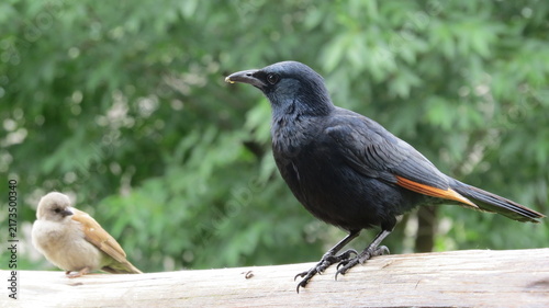 raven