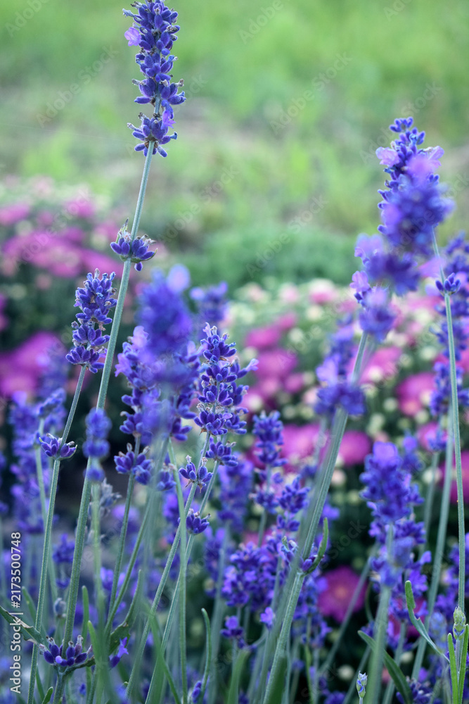 Obraz premium lavender flowers in the garden