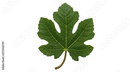 Single green fig leaf with distinct lobes and veins isolated on transparent background